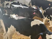 ወንድ በሬ, Holstein breed — ፎቶ 3