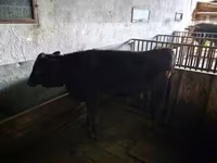 Cow, Cattle — photo 3