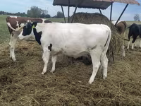 Ko, Holstein-race — foto 3