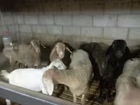 Montone, Arashan sheep — foto 6