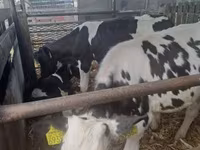 ხარი, Russian Black pied cattle — ფოტო 1