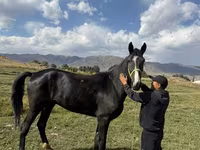 ፈረስ, Horse breed — ፎቶ 1