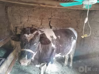Toro, Russian Black pied cattle — foto 5