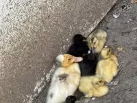 Ducks — الصورة 1