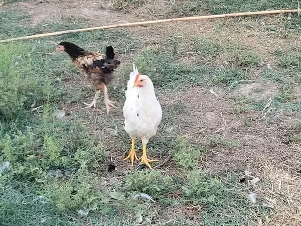 ไก่เช็กโกลด์บรินเดิล