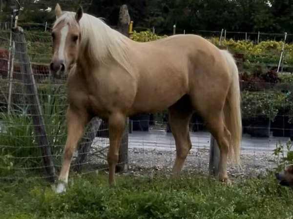 مادیان, Quarter Horse