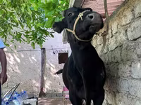 Toro, Bovini — foto 2