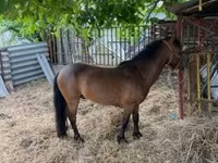 Cavallo, Cavalli — foto 8