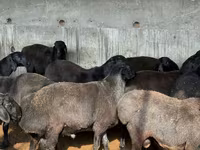 قوچ, Hissar sheep — عکس 1