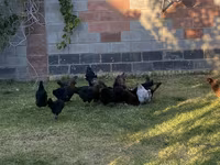 Chickens — picha 2