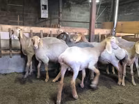 بھیڑ, Arashan sheep — تصویر 8
