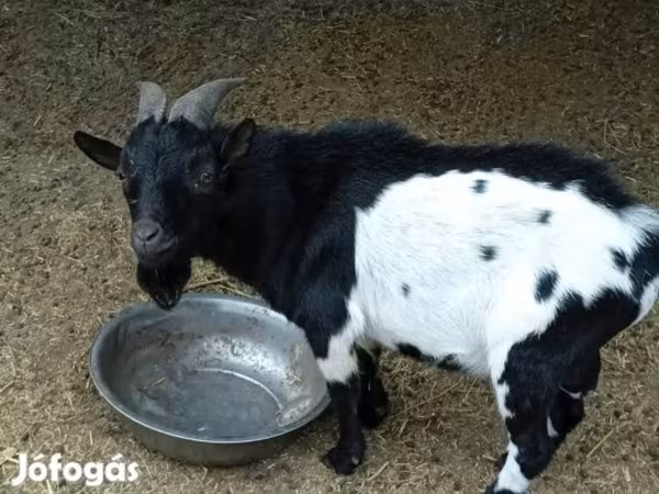 Kambing jantan, Nigerian dwarf goats