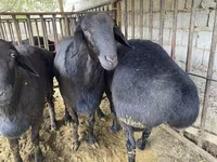 كبش, Hissar sheep — الصورة 7