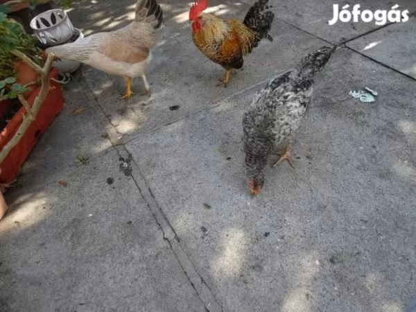 Japonský bantam