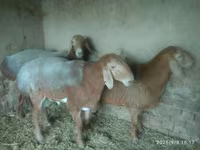 Får, Edilbay sheep — foto 7