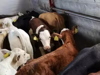Cattle (batch, sex not specified), Simmental cattle — photo 1