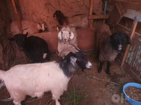 ፍየል, Goats
