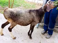 قوچ, Hissar sheep — عکس 1