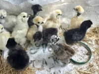 Chickens — foto 4
