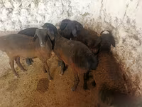 Ovce (šarže, pohlaví neuvedeno), Ovce — foto 5