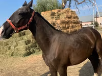 Kůň, Horse breed — foto 3