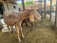 میش, Arashan sheep — عکس 7
