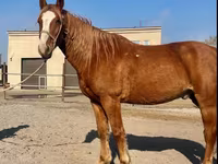 Hengst, Kustanai horse — Foto 1