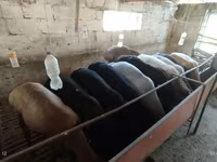 میش, Rhon sheep — عکس 4