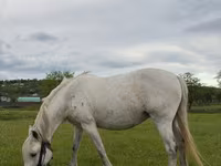 Kuda betina, Horses — foto 2