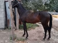ፈረስ, Thoroughbred horse — ፎቶ 2