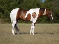 Horse (M), American paint horse — photo 1
