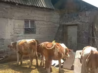 Lembu jantan, Simmental cattle — foto 5