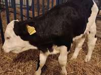 Bik, Simmental cattle — fotografija 2
