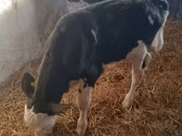 วัวตัวผู้, Simmental cattle — รูปภาพ 4