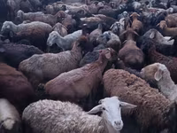 Kambing jantan, Sheep — foto 4