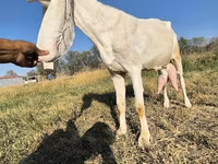 بز نر, Gulabi goats — عکس 6
