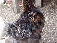 Chickens — Foto 1