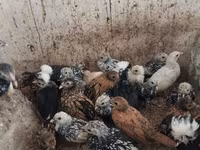 Chickens — foto 2