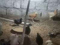 آسترالورپ — عکس 1
