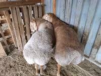 Vædder, Arashan sheep — foto 4