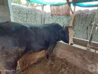 گاو نر, گاو — عکس 1