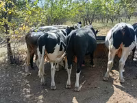 Bull, Cattle — photo 5