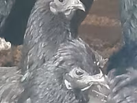 Chickens — Foto 5