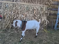 Ziegenbock, Nubian Goat — Foto 1