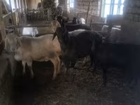 Kambing jantan, Sheep — foto 3