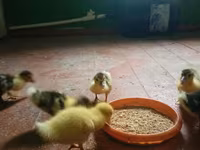 Ducks — عکس 4