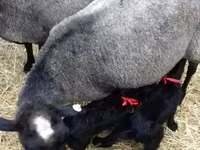 பெண் ஆடு, Romanov sheep — புகைப்படம் 3