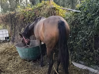 Klisna, Thoroughbred horse — foto 2