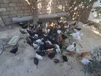 Chickens — foto 2