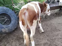 سانڈ, Simmental cattle — تصویر 6